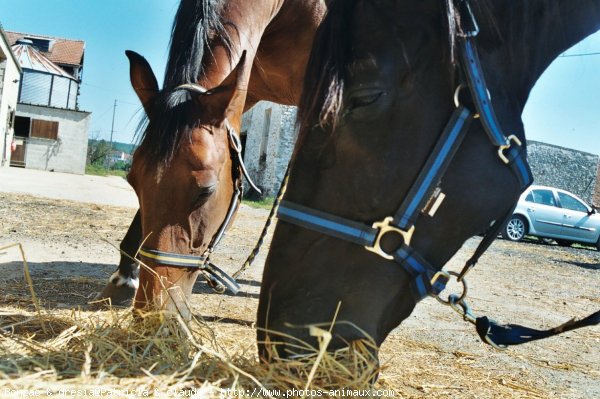 Photo de Trotteur franais