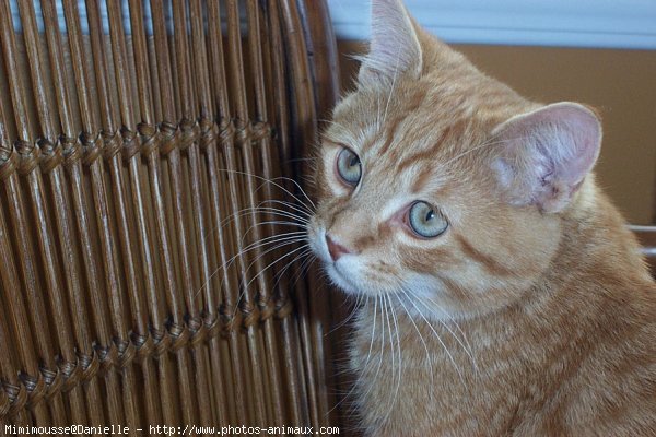 Photo de Chat domestique