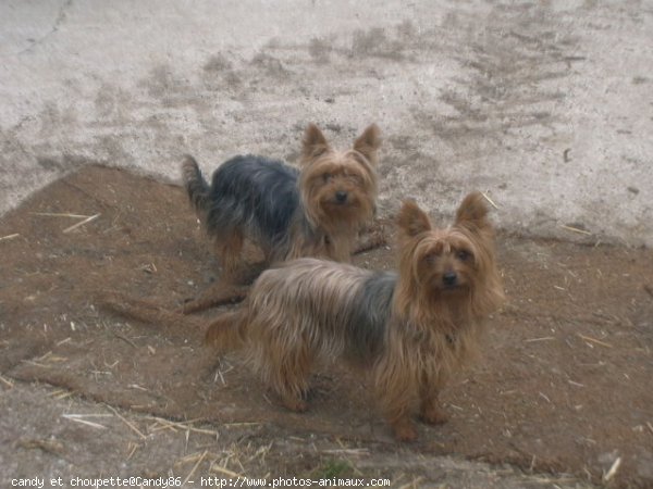 Photo de Yorkshire terrier