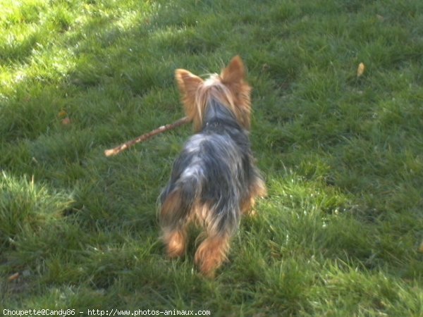 Photo de Yorkshire terrier