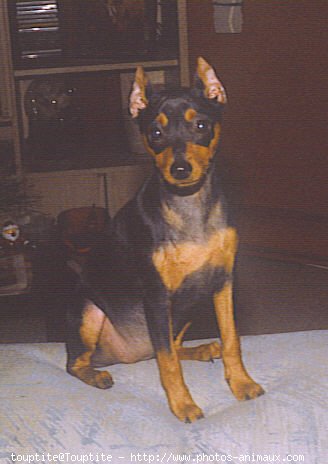 Photo de Pinscher nain