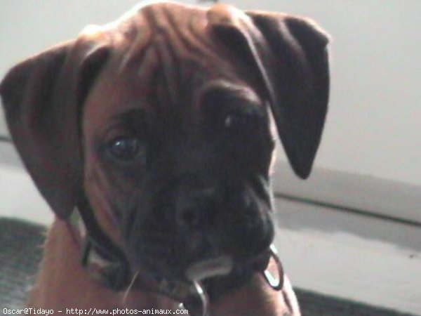 Photo de Boxer