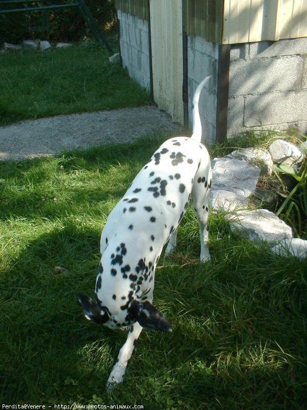 Photo de Dalmatien