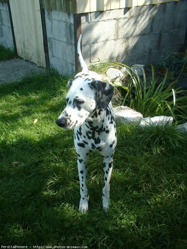 Photo de Dalmatien