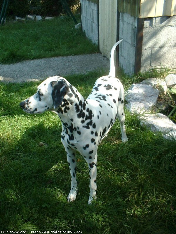 Photo de Dalmatien