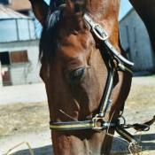 Photo de Trotteur franais