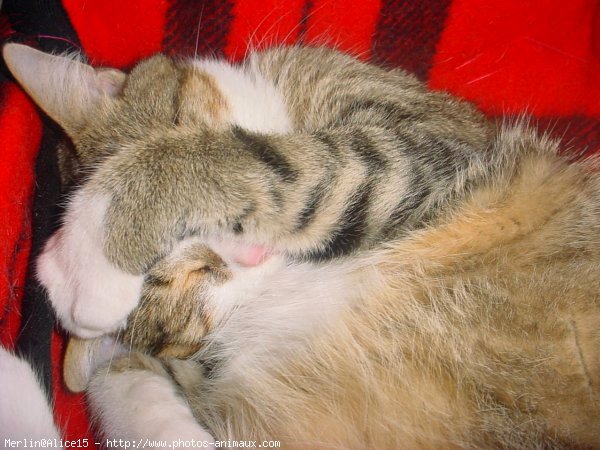 Photo de Chat domestique