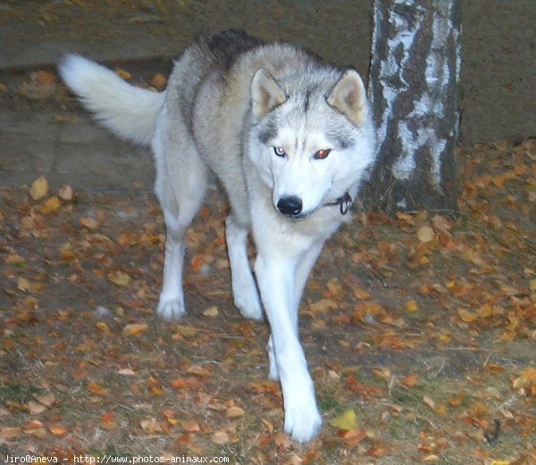 Photo de Husky siberien