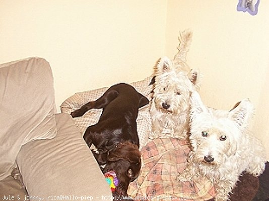 Photo de West highland white terrier