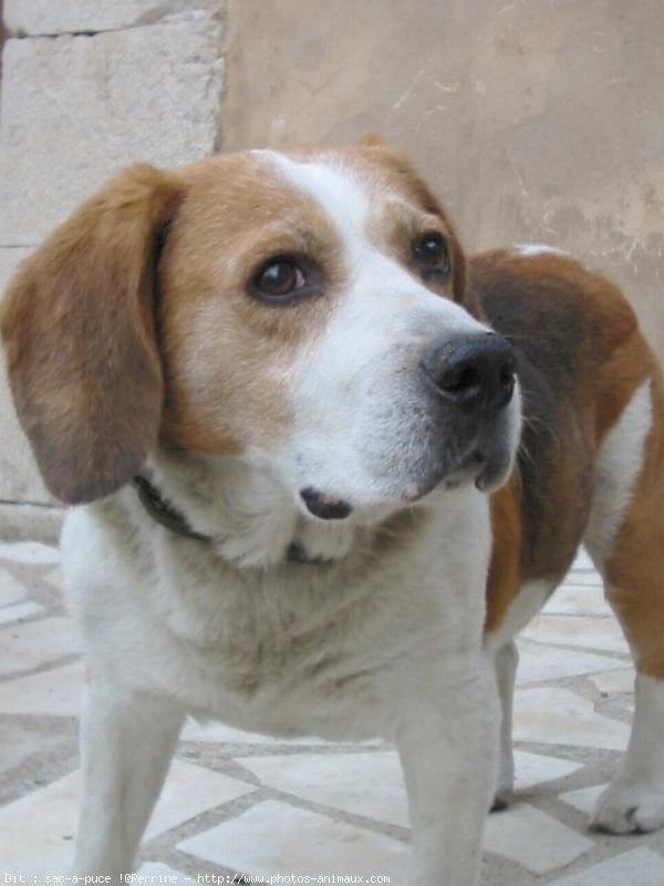 Photo de Beagle