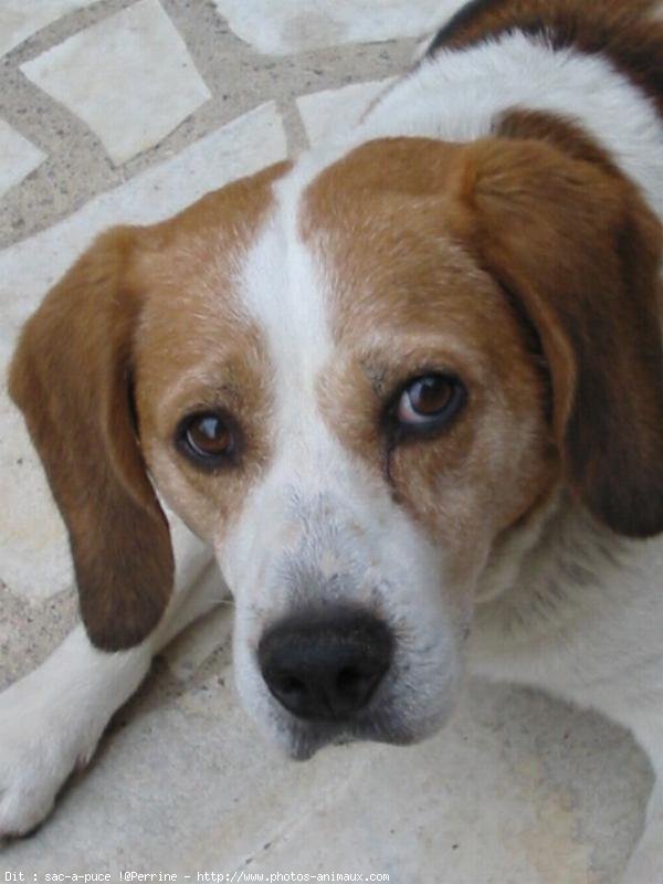 Photo de Beagle