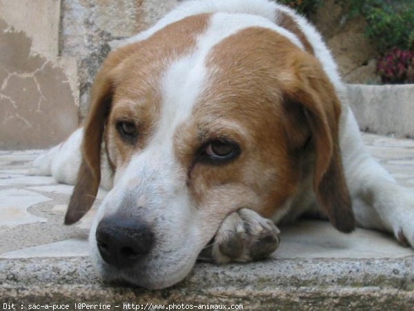 Photo de Beagle