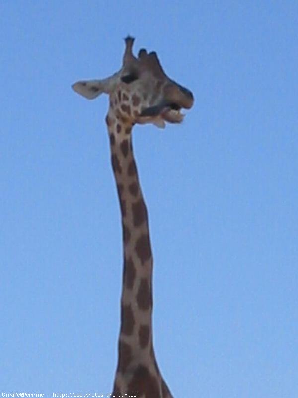 Photo de Girafe