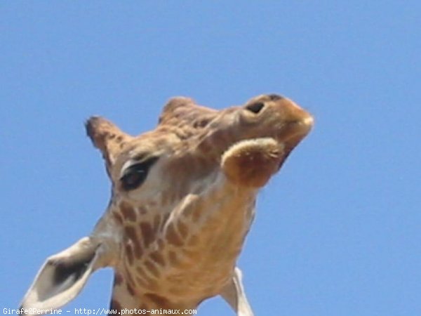 Photo de Girafe