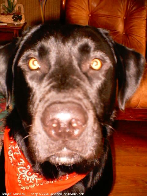 Photo de Labrador retriever