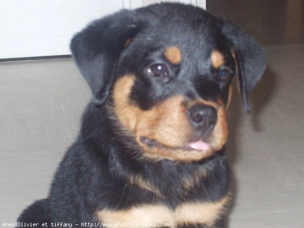 Photo de Rottweiler