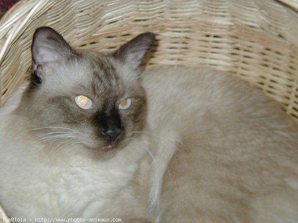 Photo de Sacr de birmanie