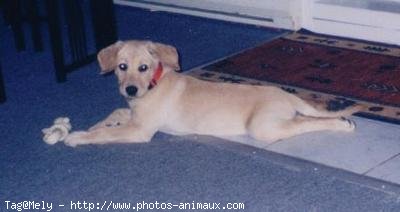 Photo de Labrador retriever