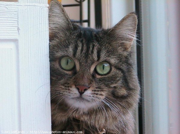 Photo de Chat domestique