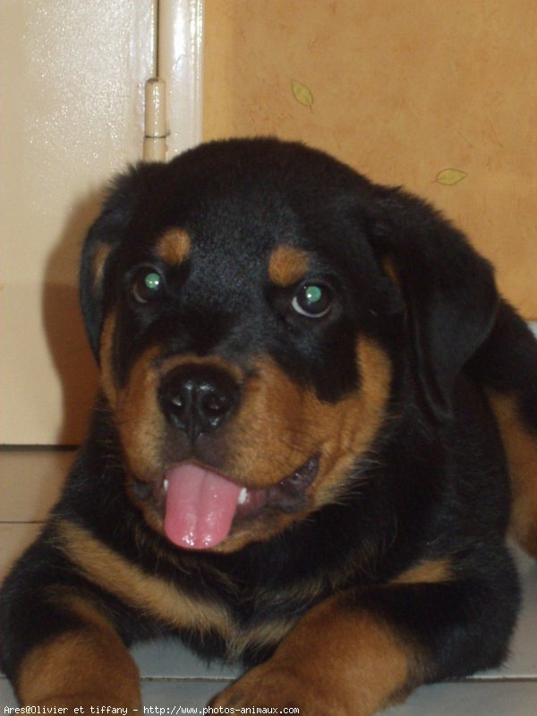 Photo de Rottweiler