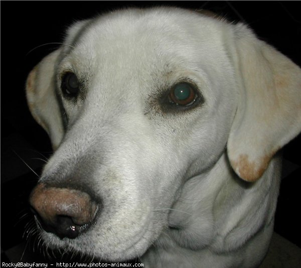 Photo de Labrador retriever