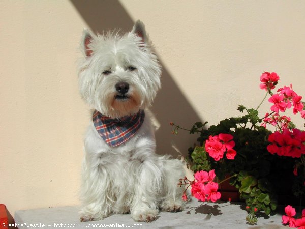 Photo de West highland white terrier