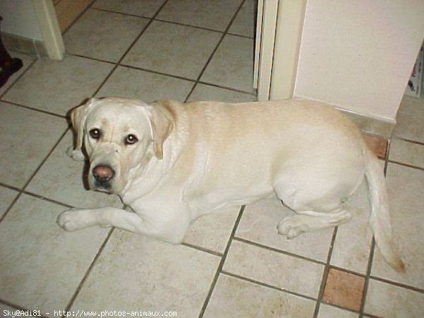 Photo de Labrador retriever