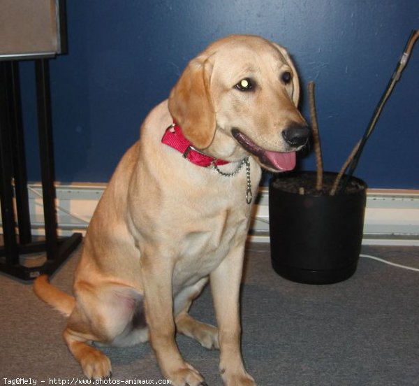 Photo de Labrador retriever