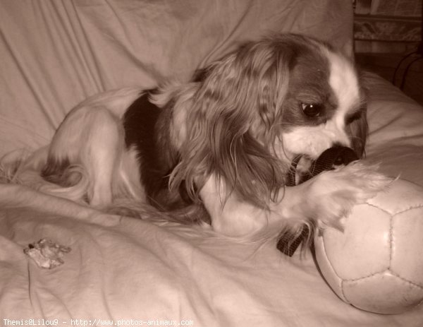 Photo de Cavalier king charles spaniel