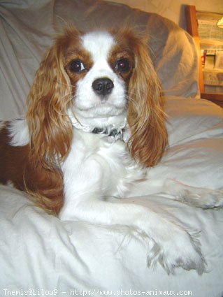 Photo de Cavalier king charles spaniel