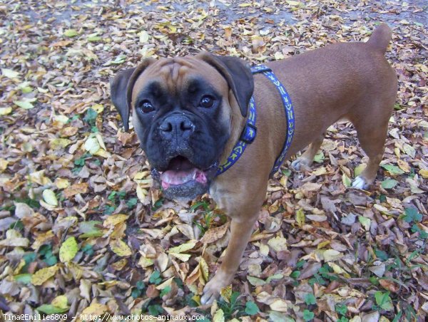 Photo de Boxer