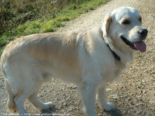 Photo de Golden retriever