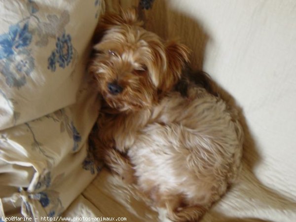 Photo de Yorkshire terrier