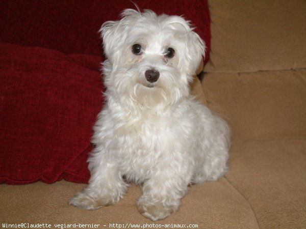 Photo de Bichon maltais