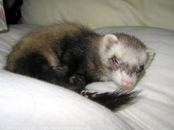 Photo de Furet