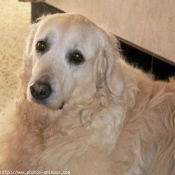 Photo de Golden retriever