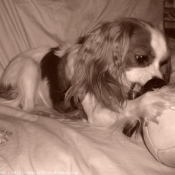 Photo de Cavalier king charles spaniel