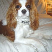 Photo de Cavalier king charles spaniel