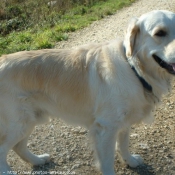 Photo de Golden retriever