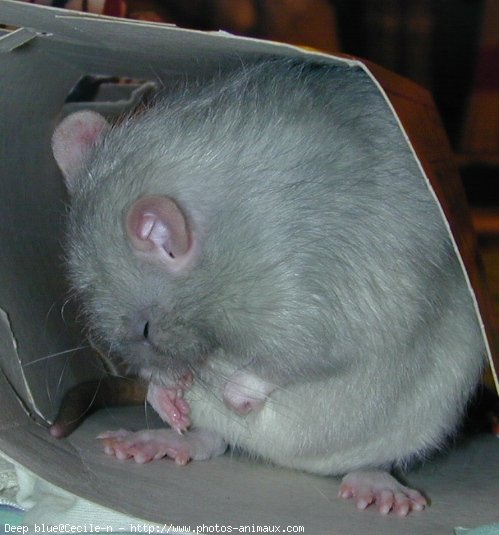 Photo de Rat