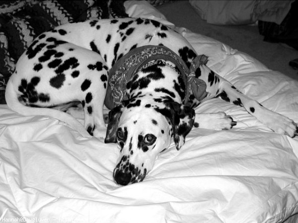 Photo de Dalmatien