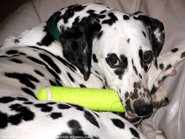 Photo de Dalmatien