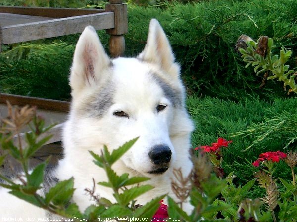 Photo de Husky siberien