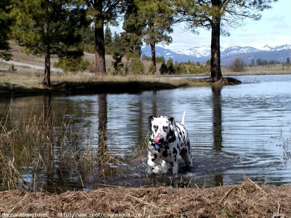 Photo de Dalmatien