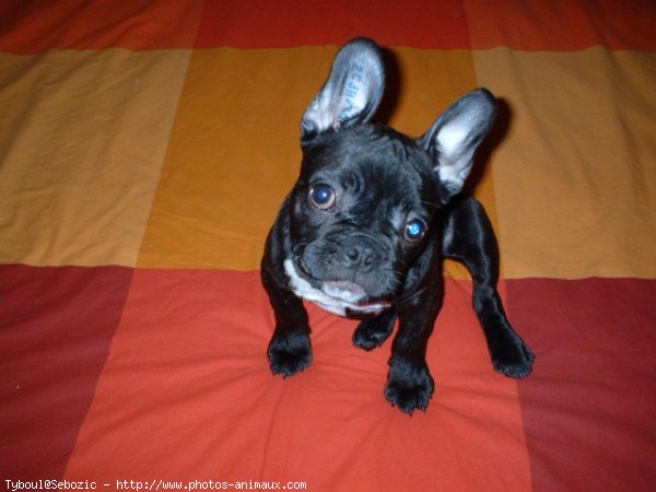 Photo de Bouledogue franais