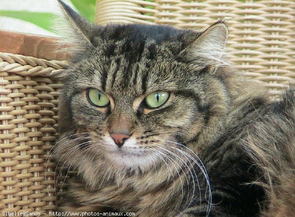 Photo de Croisement