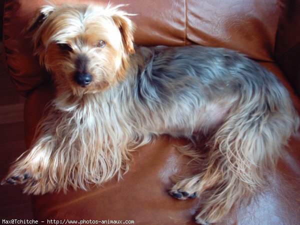 Photo de Yorkshire terrier