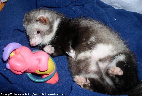 Photo de Furet