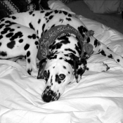 Photo de Dalmatien