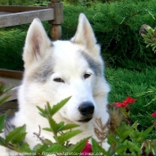 Photo de Husky siberien